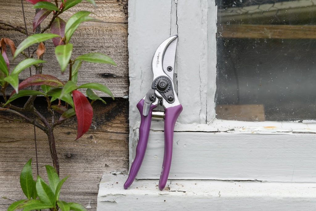 Quality Products - Gift Secateurs Asteraceae