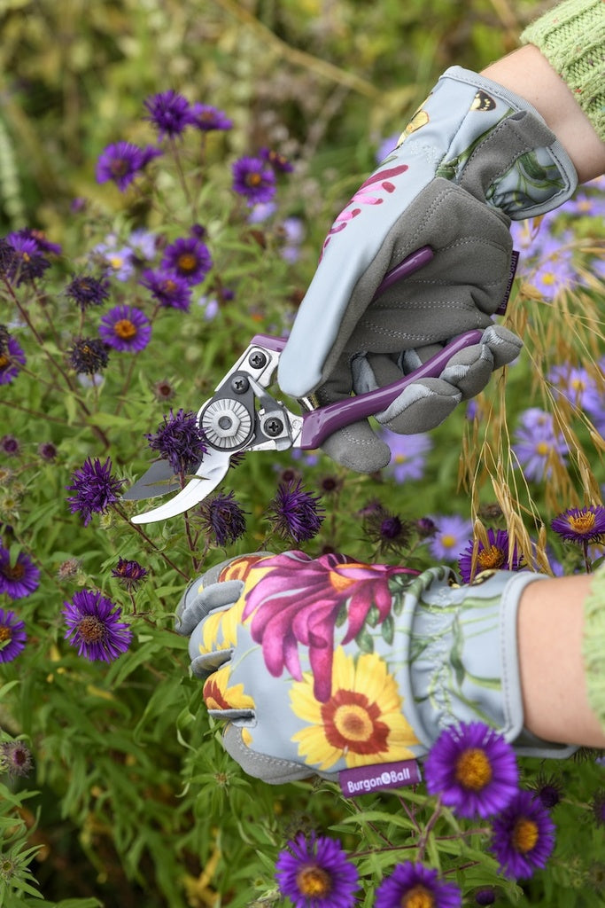 Quality Products - Gift Pruner & Holster Set Asteraceae